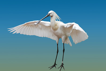 Eurasian spoonbill flying under blue sky during daytime thumbnail