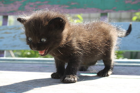long-coated black kitten thumbnail