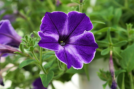 close-up photography of purple flower thumbnail