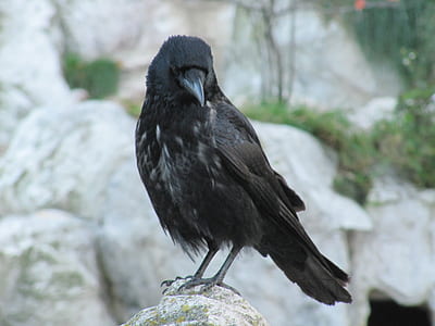 selective focus photography of black raven on stone thumbnail