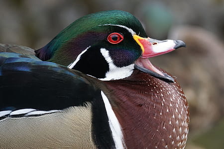selective focus photography of Mandarin duck thumbnail