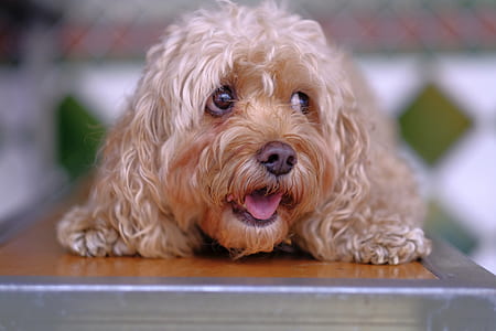 long-coated brown dog on brown wooden surface thumbnail