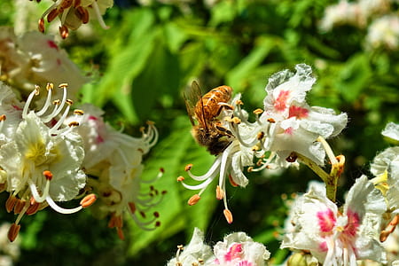 honey bee on petaled flower close-up photography thumbnail
