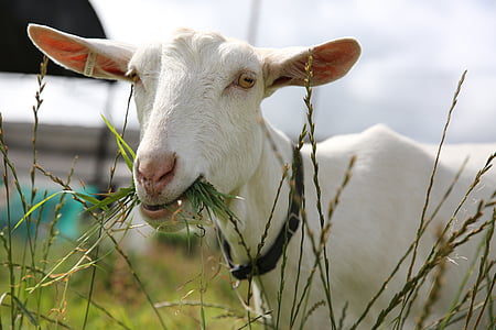 selective focus photography of white goat eating grass thumbnail