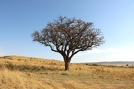 leafless tree on brown grass field thumbnail