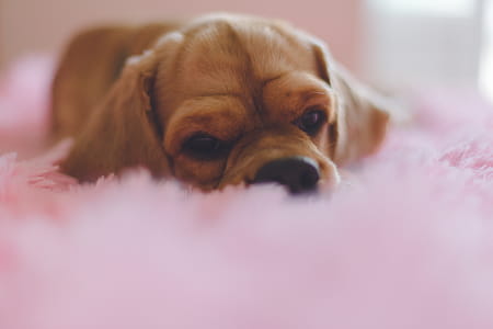 Closeup Photography of Short-coated Tan Puppy thumbnail