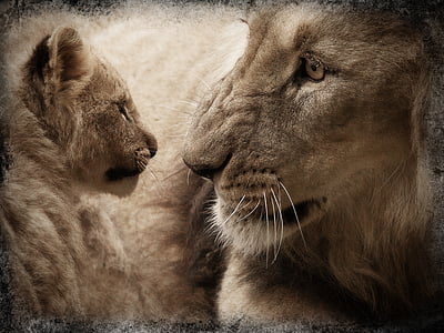 lion and cub looking at each other thumbnail
