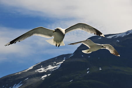 two white birds soaring thumbnail