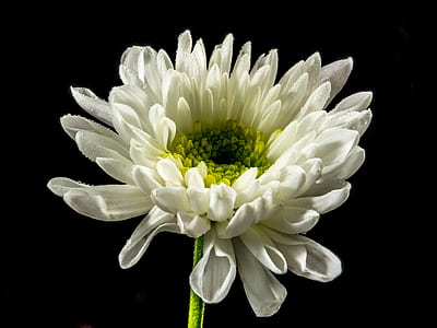 white and green flower thumbnail