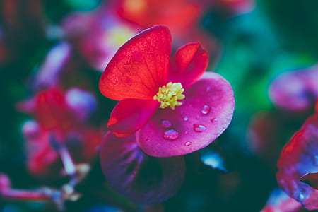 nature, flowers, petals, plant thumbnail