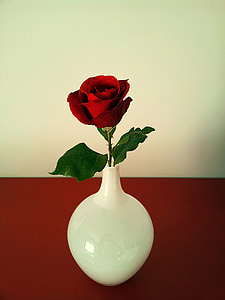 red rose inside white vase on red surface thumbnail
