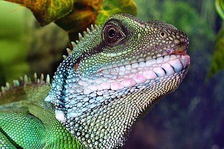 close up photo of green and white lizard thumbnail