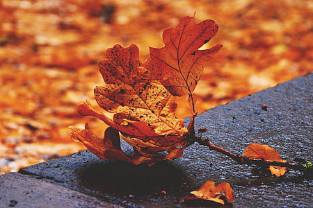 Wide-angle shot of fallen autumn leaves thumbnail