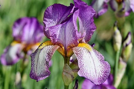 shallow focus photography of purple and white flower thumbnail