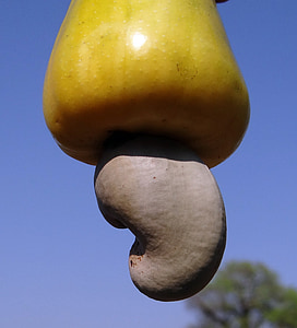 close-up photography of yellow cashew fruit thumbnail