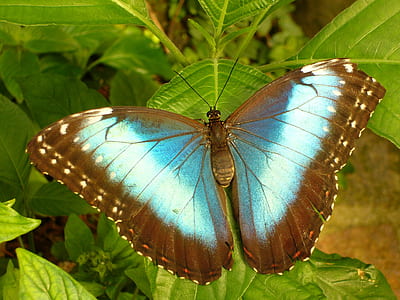 ulysses butterfly on green leaf plant thumbnail