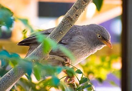 Gray Bird Perched On Tree Branch thumbnail