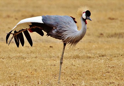 gray and white bird on brown grass thumbnail