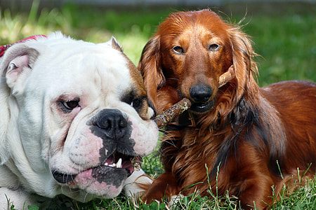 white and brown dogs thumbnail