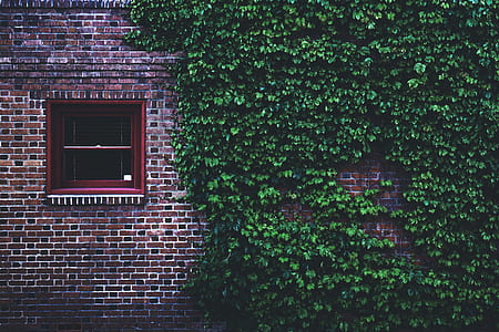 green vine plant on brown wall brick thumbnail