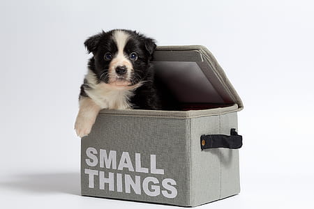 black and white border collie puppy in small things bag thumbnail