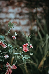 shallow focus photography of red flowers thumbnail