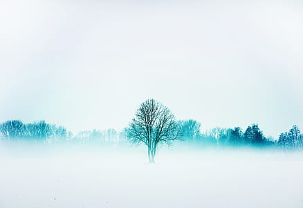 blue bare trees wallpaper thumbnail