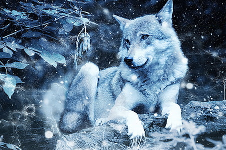 photo of white wolf thumbnail
