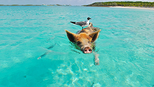 brown pig on body of water thumbnail