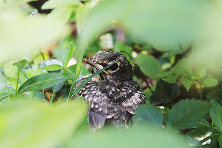 macro shot photo of gray bird surrounded with leaves thumbnail