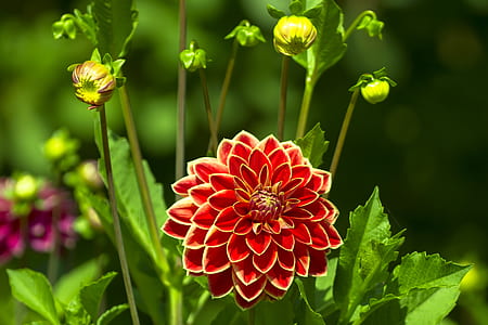 red and yellow dahlia flower in bloom selective focus photography thumbnail