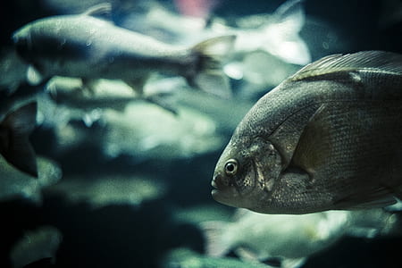 depth photography of gray fishes thumbnail