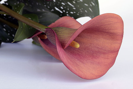 closeup photo of pink anthurium thumbnail