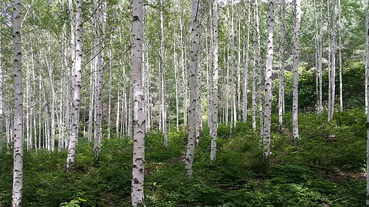 gray tree trunks thumbnail
