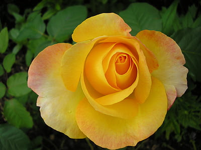 close-up photography of yellow flower in bloom thumbnail