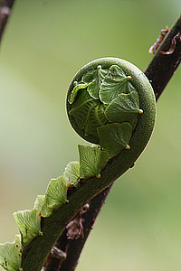green vine thumbnail