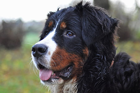 tricolor Bernese mountain dog outdoor thumbnail