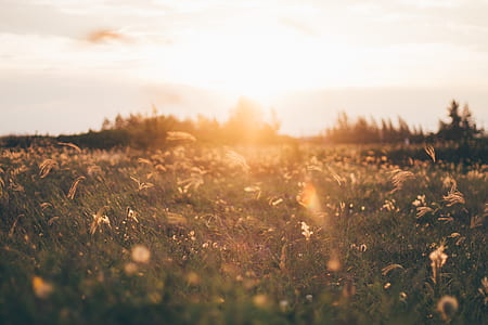 light, dawn, landscape, nature thumbnail