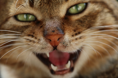 brown fur cat thumbnail
