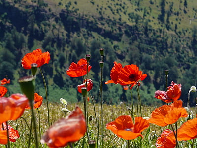 close up photography of red poppies at daytime thumbnail