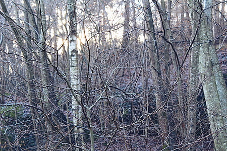 Photo Of Withered Trees thumbnail