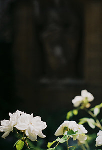 white petaled flowers during daytime in selective focus photography thumbnail