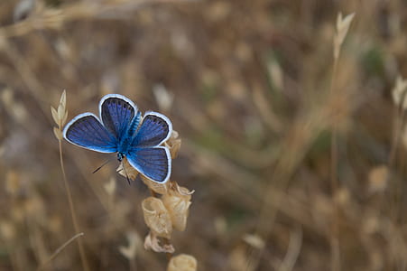 silver studded blue butterfly perched on brown leaf thumbnail