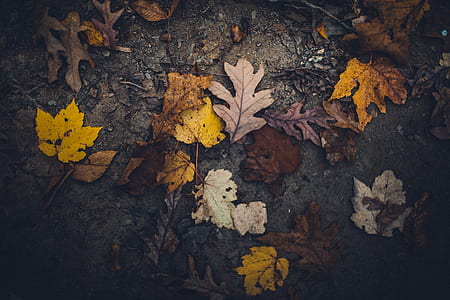 withered leaves thumbnail