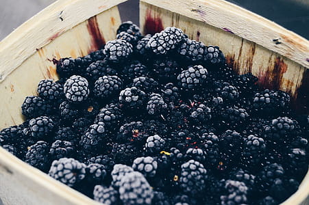 Freshly picked blackberries thumbnail