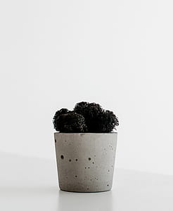 black leafed plant in concrete pot thumbnail