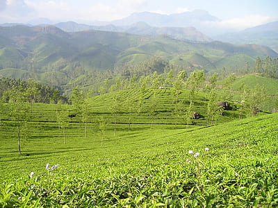 green grass field at daytime thumbnail