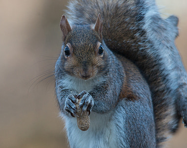 close-up photography of black and white squirrel thumbnail