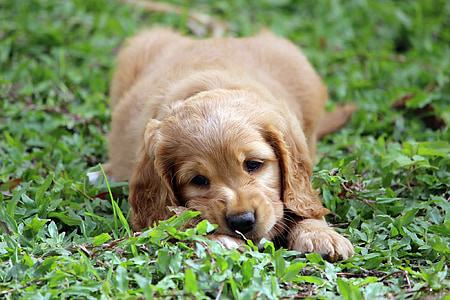 cocker spaniel puppy on grass thumbnail