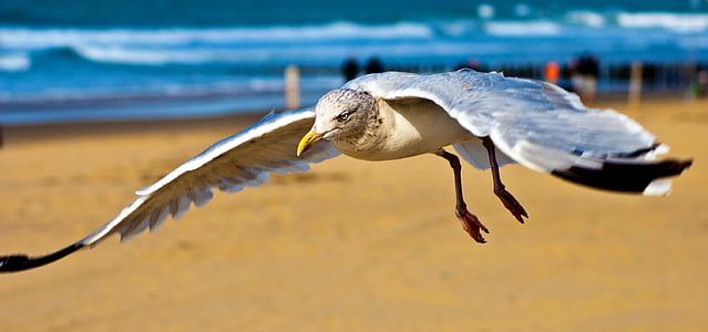 king fisher soaring high thumbnail